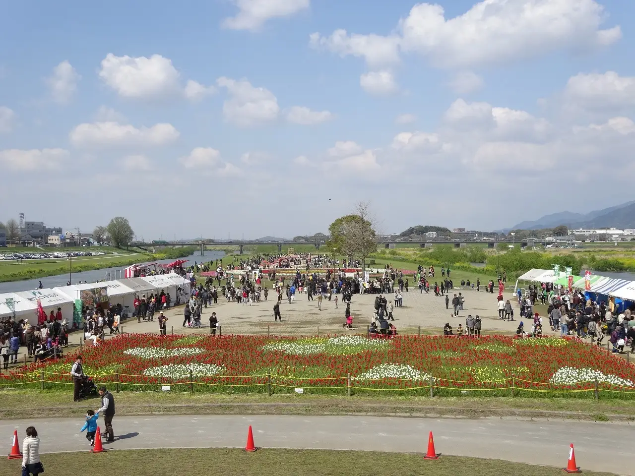 直方市:遠賀川の河川敷で開催される のおがたチューリップフェア