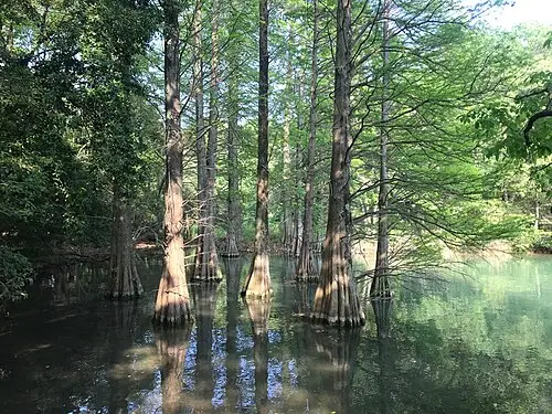 篠栗九大の森