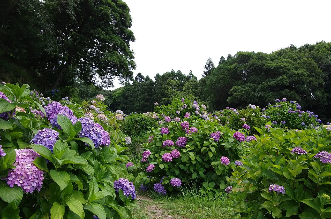 須恵町:皿山公園 (須恵町)
