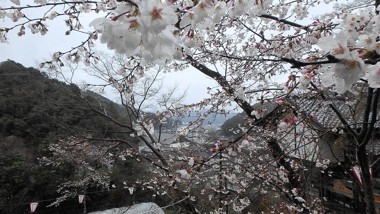 佐川町：牧野公園（日本さくら名所100選）