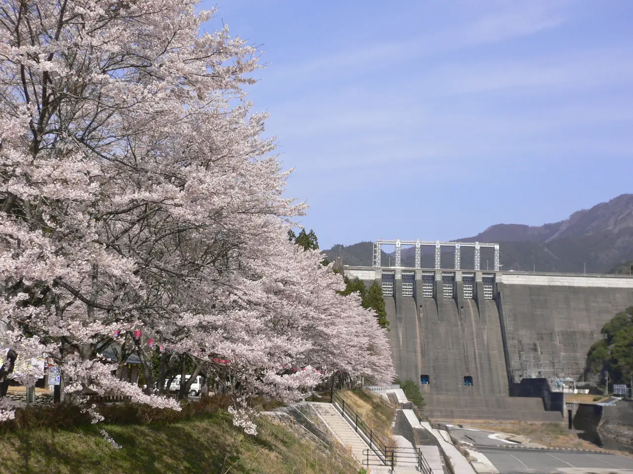 土佐町：桜開花期の早明浦ダム堰堤