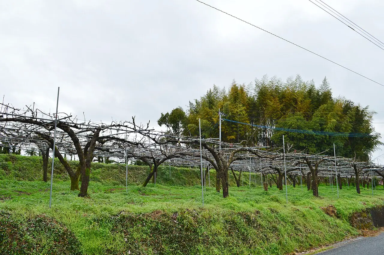 氷川町：大野窟古墳