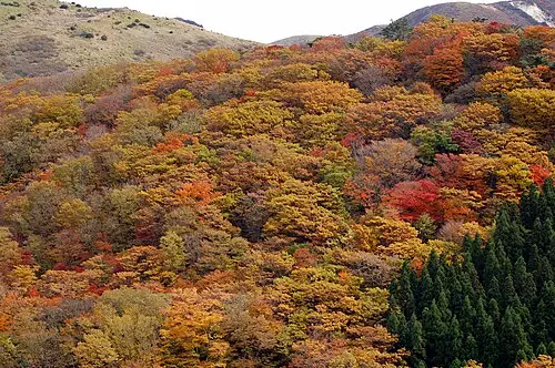 瀬の本高原