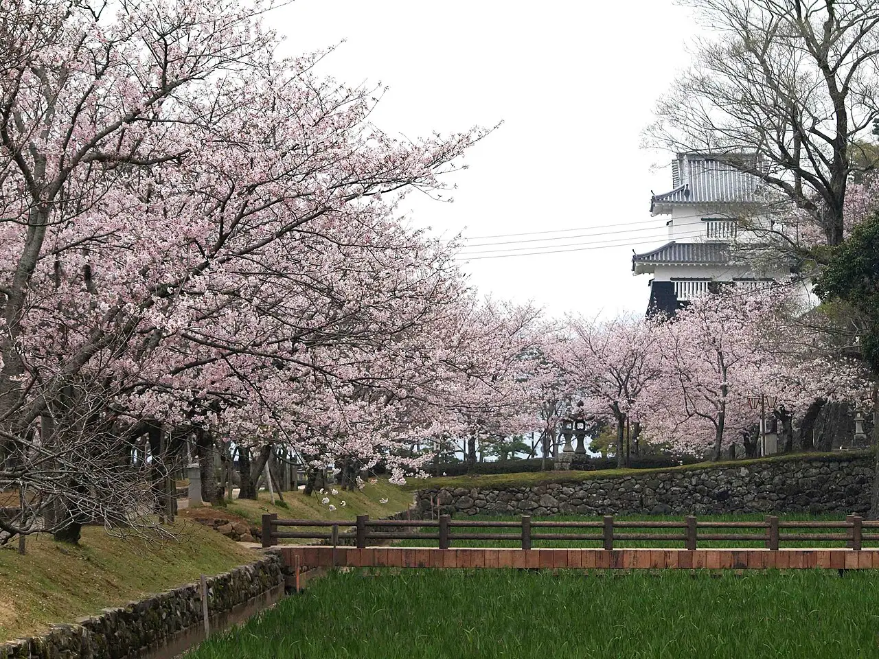 大村市：大村公園の桜