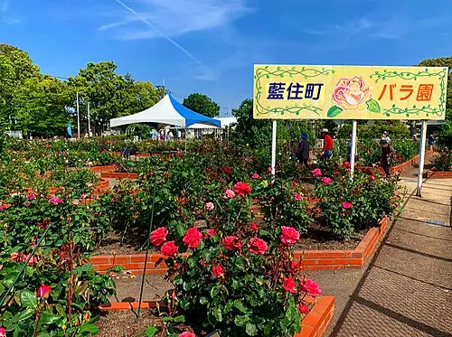 藍住町バラ園