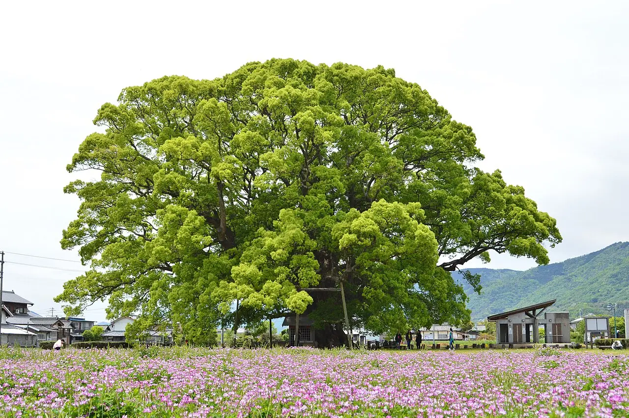 東みよし町：加茂の大クス