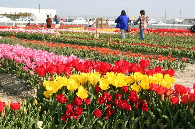 北島町：北島チューリップ公園